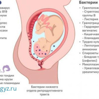 ⚜️ АЙЫМДАР, КОШ БОЙЛУУЛАР, КЫЗ-КЕЛИНДЕР у-н жогорку сапаттагы гинекологиялык кызмат корсотулот