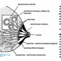 ✅КРУГЛОСУТОЧНО 24/7 ✅✅УРОЛОГ✅Терапевт✅ ПУЛЬМАНОЛОГ ✅ КАРДИОЛОГ✅Мамолог✅Гинеколог ✅