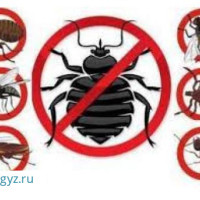ДЕЗИНФЕКЦИЯ КЛОП ТАРАКАН САПАТТУУ 100% ГАРАНТИЯ 7АЙ 6 ЖЫЛ СТАЖ   24/7