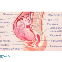 ⚜️ АЙЫМДАР, КОШ БОЙЛУУЛАР, КЫЗ-КЕЛИНДЕР  у-н жогорку сапаттагы гинекологиялык кызмат корсотулот